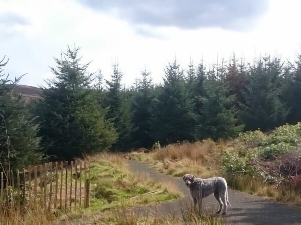 Julie Falklands Fife Feature Julie Falklands Fife