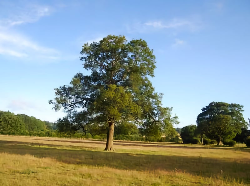 Kent Walks