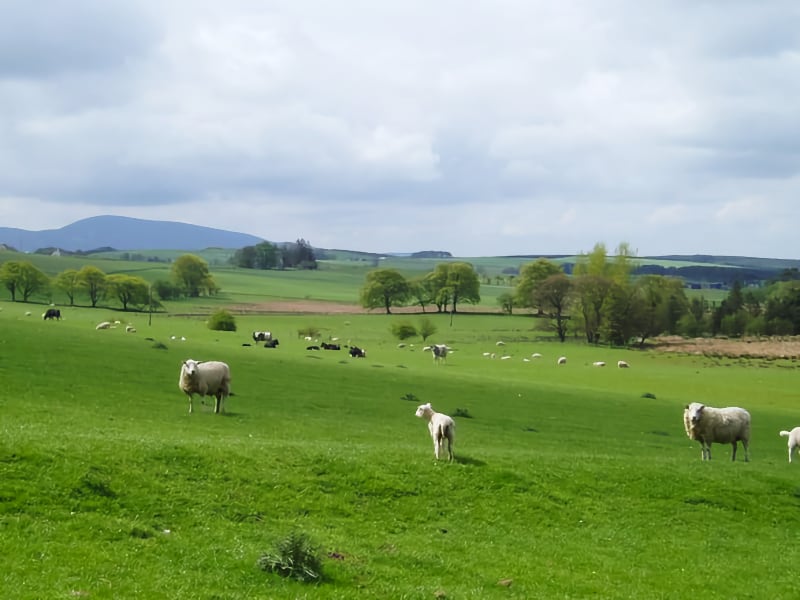 Lanarkshire Walks