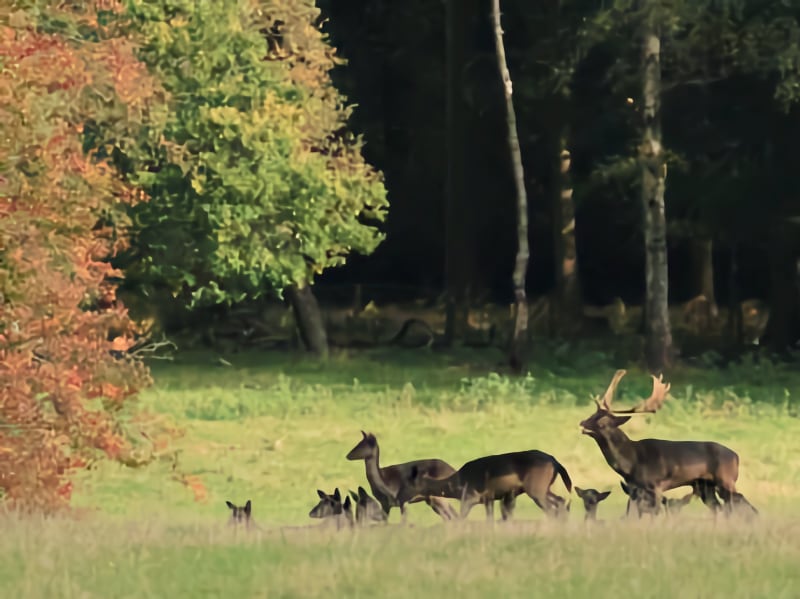 NT Ashridge