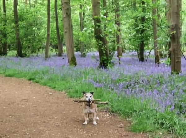 NT Blickling Feature NT Blickling