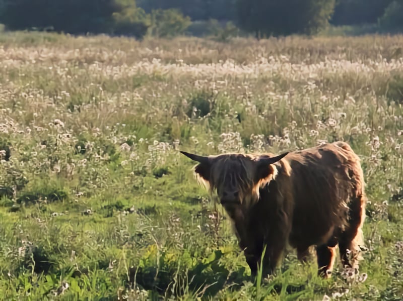 NT Wicken Fen