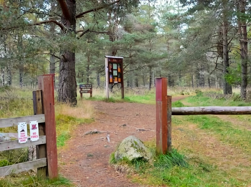New Forest Walks