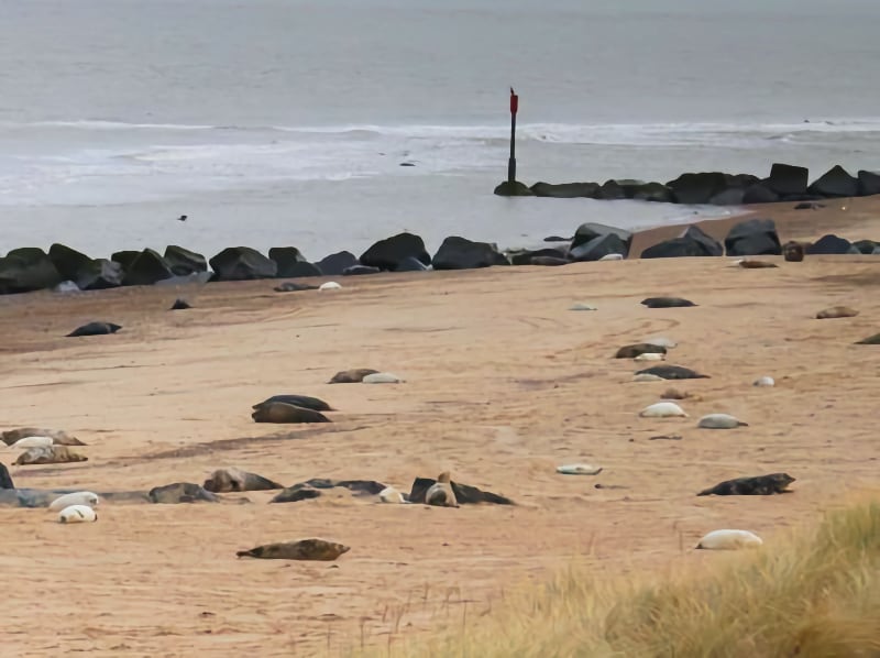 Norfolk Coast Path