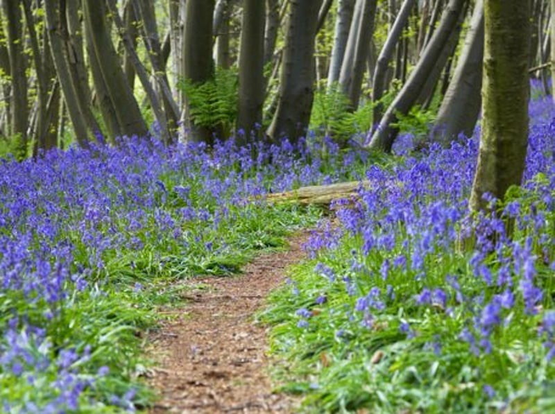 Sensory Walks