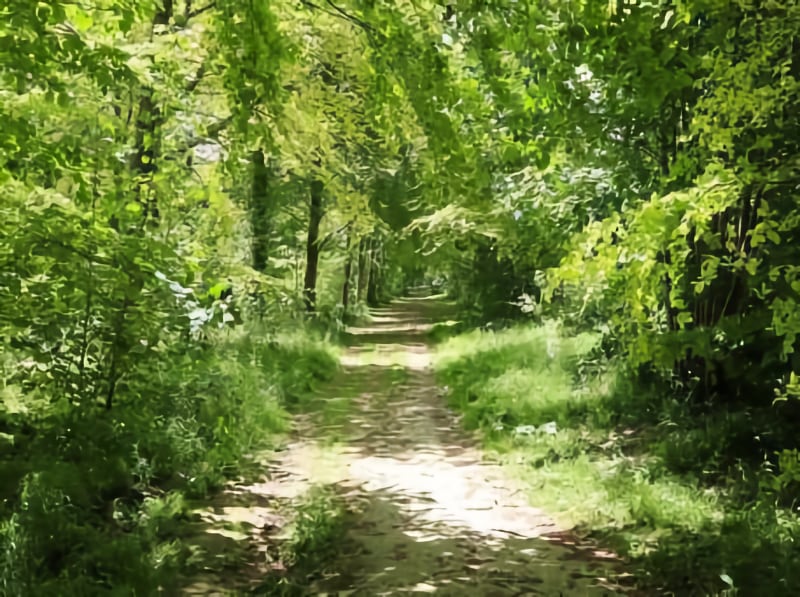 Sussex Walks
