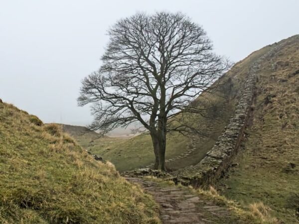 Sycamore Gap