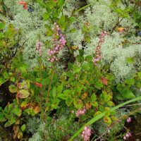 Rhyd-y benwch to Llangurig