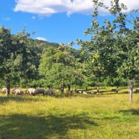 Hereford to Fownhope