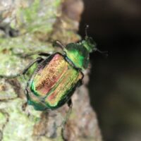 Hereford to Fownhope