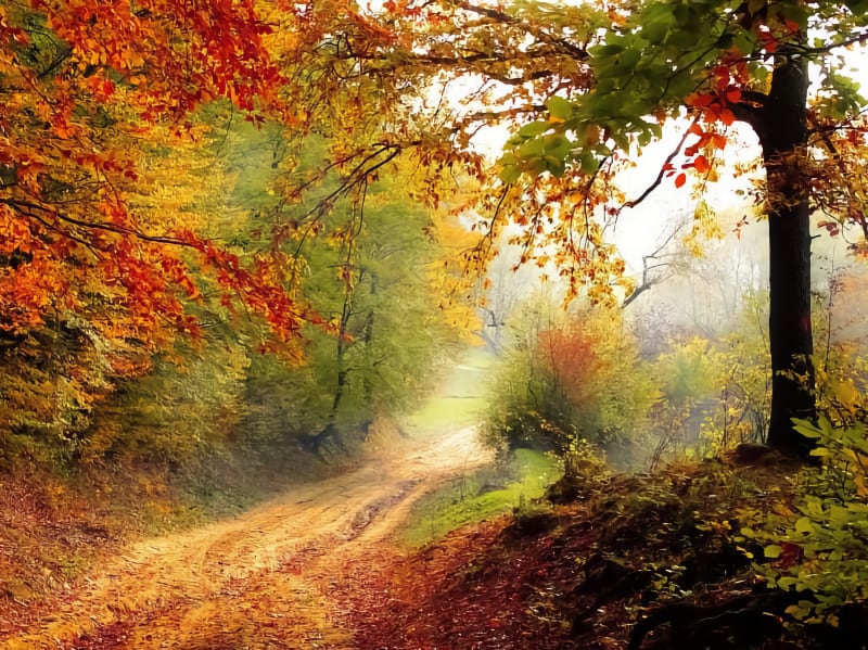 Autumnal Walks
