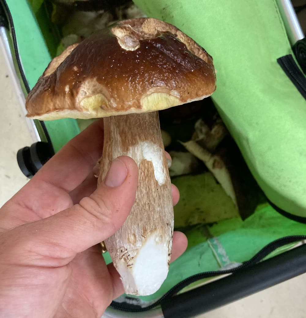 Wild Mushroom Foraging
