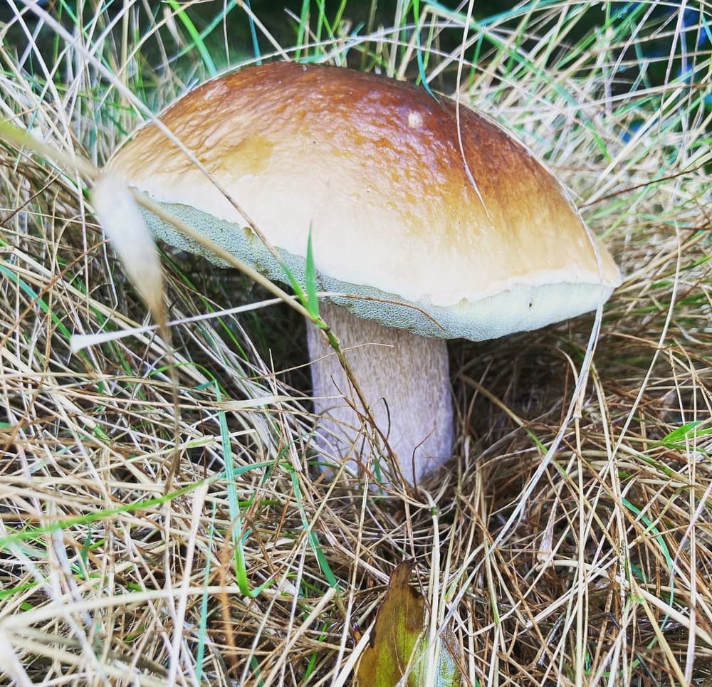 Wild Mushroom Foraging