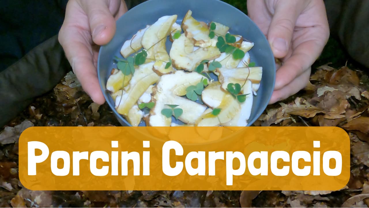 Wild Mushroom Foraging