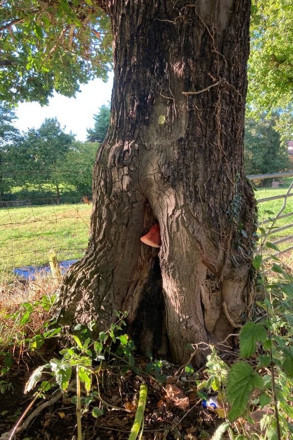 Beefsteak Fungus