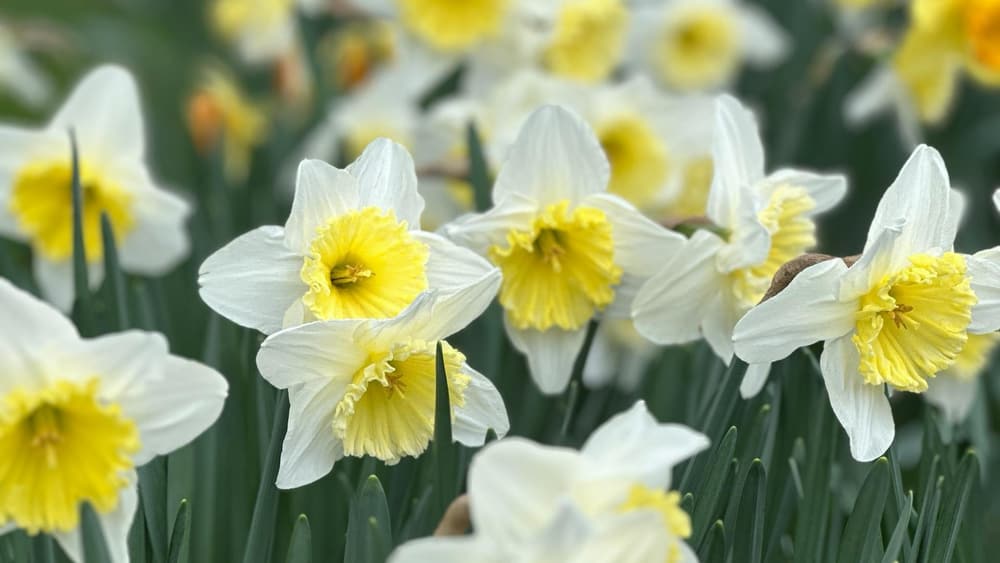 Julias spring starts here A Julias spring starts here