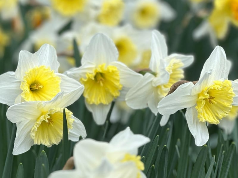 Julias spring starts here