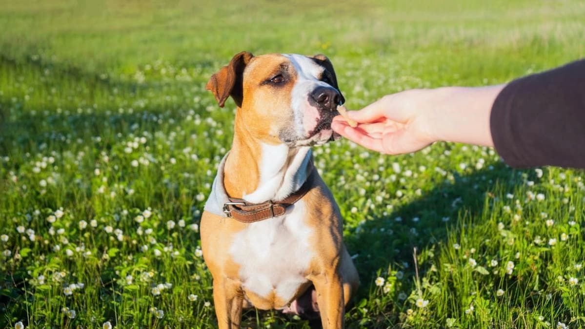Off-Lead and At Ease