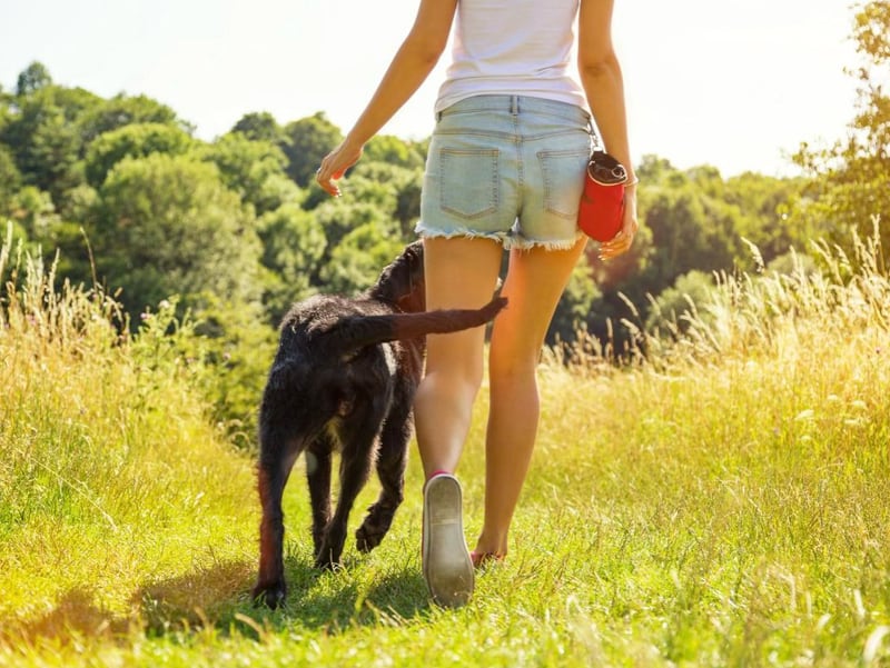 Off-Lead and At Ease