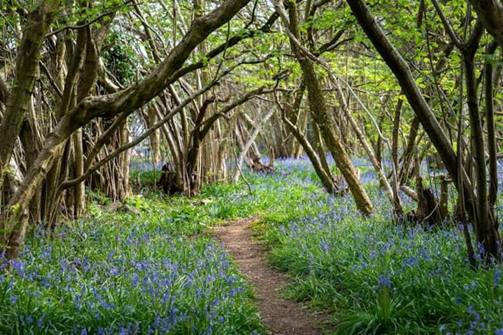 Woodland walks