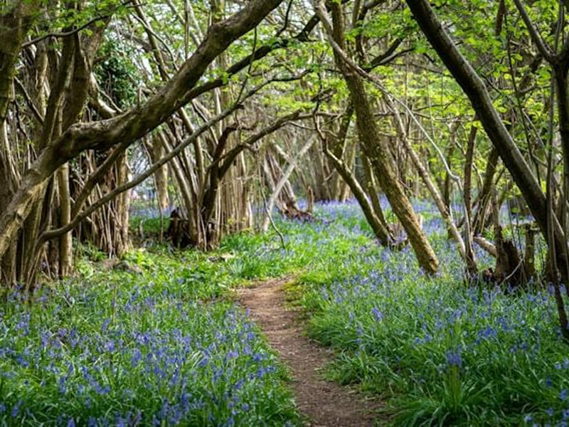 Woodland walks