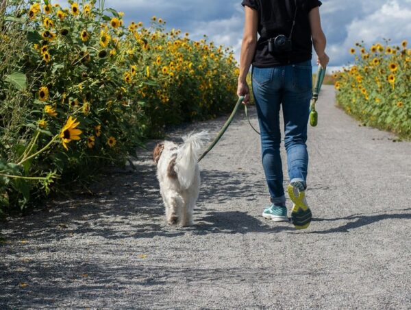 Walking with a dog
